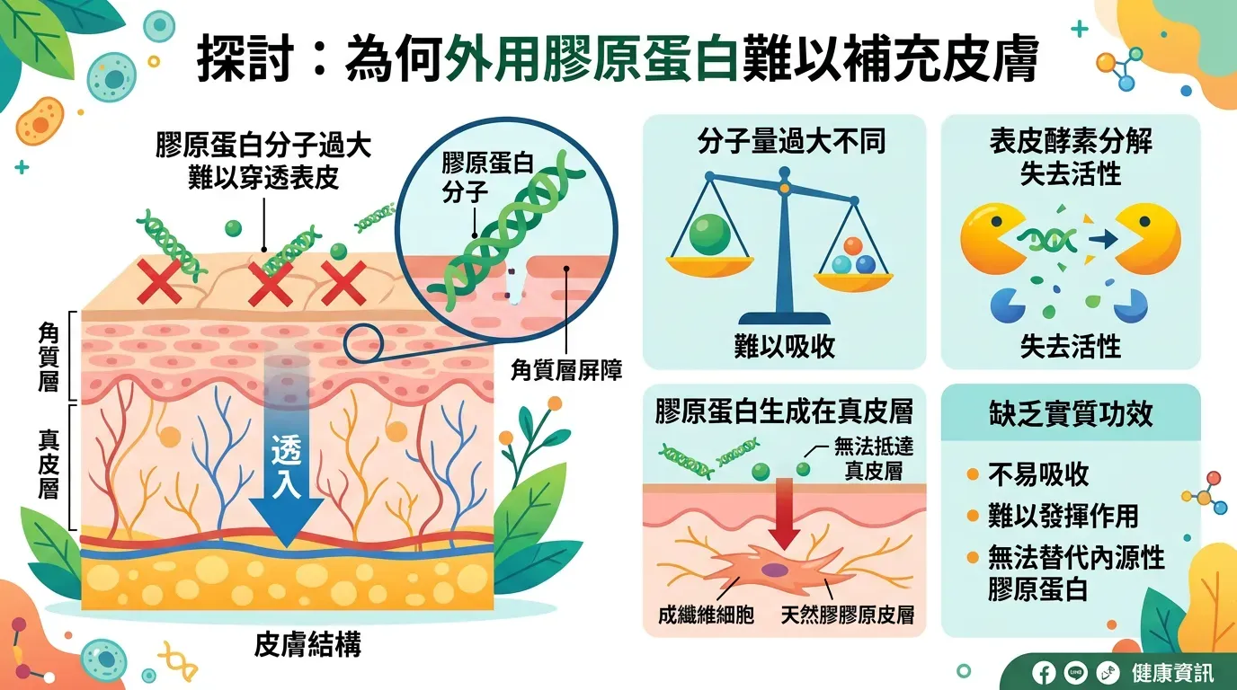 背後原因大公開：為什麼擦的膠原蛋白「補不到」？
