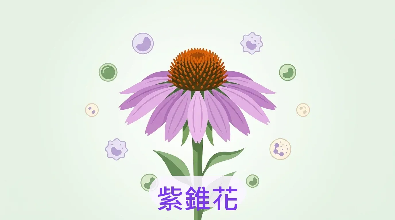 🌿 紫錐花是什麼？