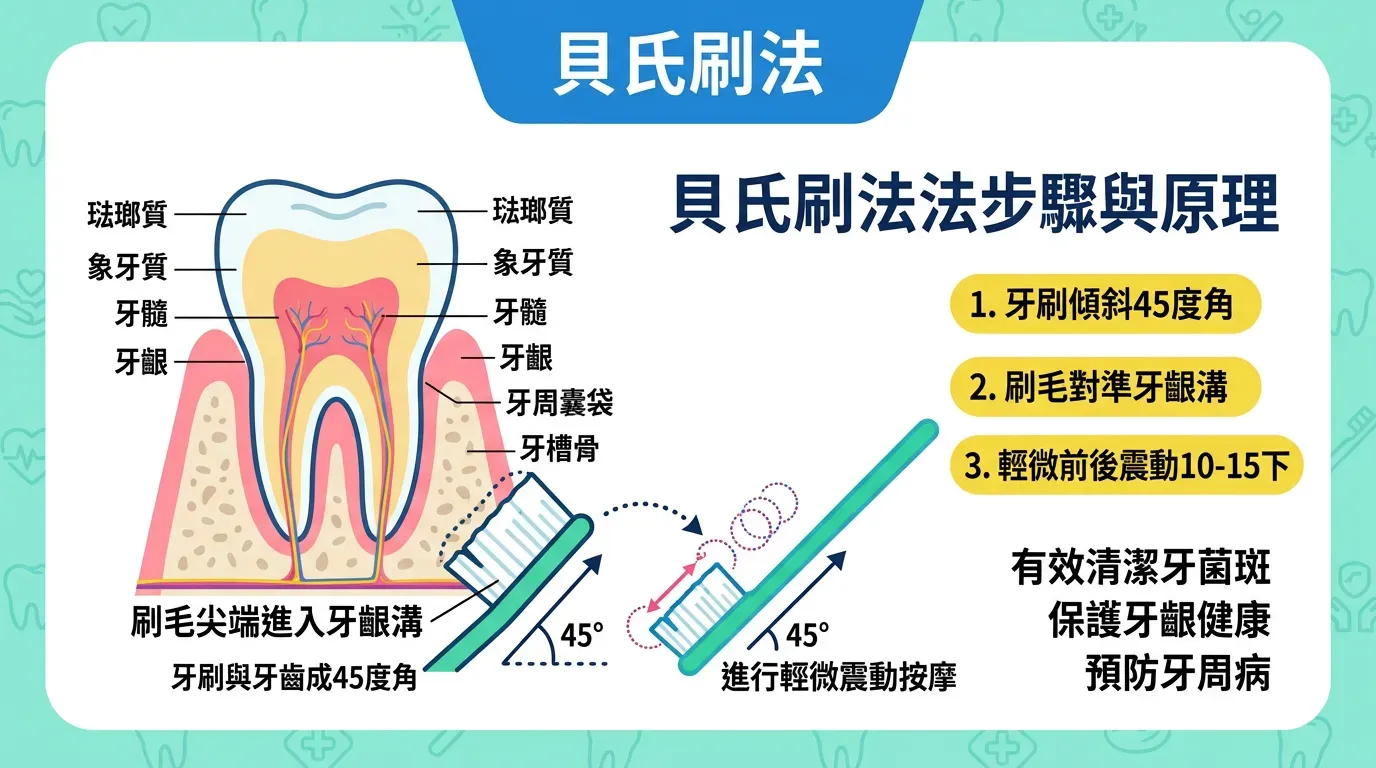 專業手法：改良貝氏刷牙法 (Modified Bass Technique)