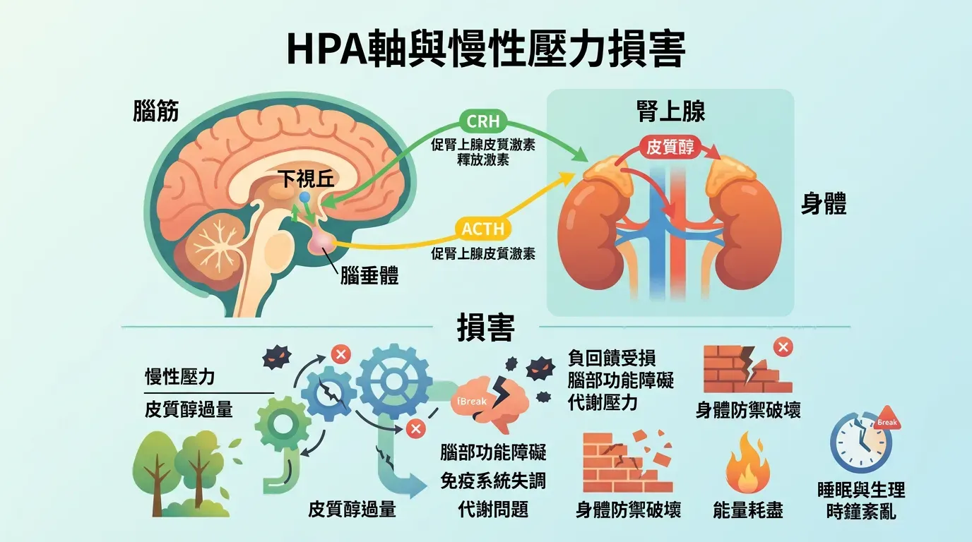 🔬 揭秘壓力：HPA 軸與慢性損害