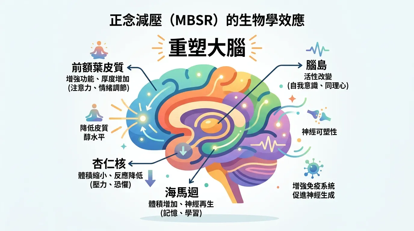 🧘 重塑大腦：MBSR 的生物學意義