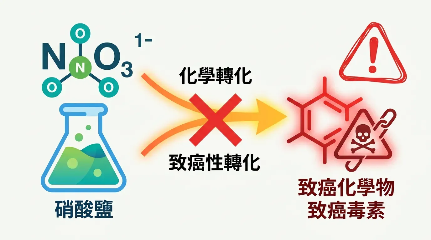 🔬 化學轉化：從硝酸鹽到致癌物質