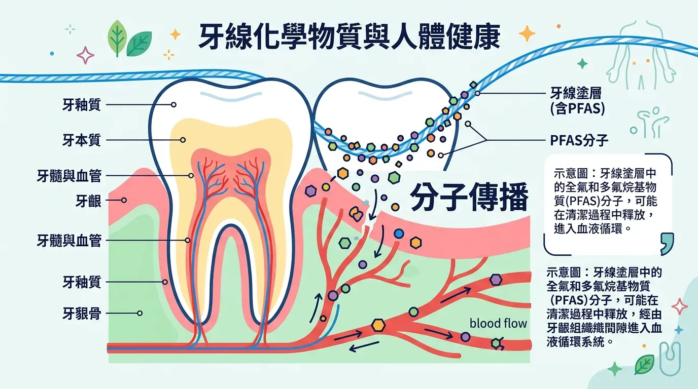 🔬 分子機制：從牙線塗層到血液循環