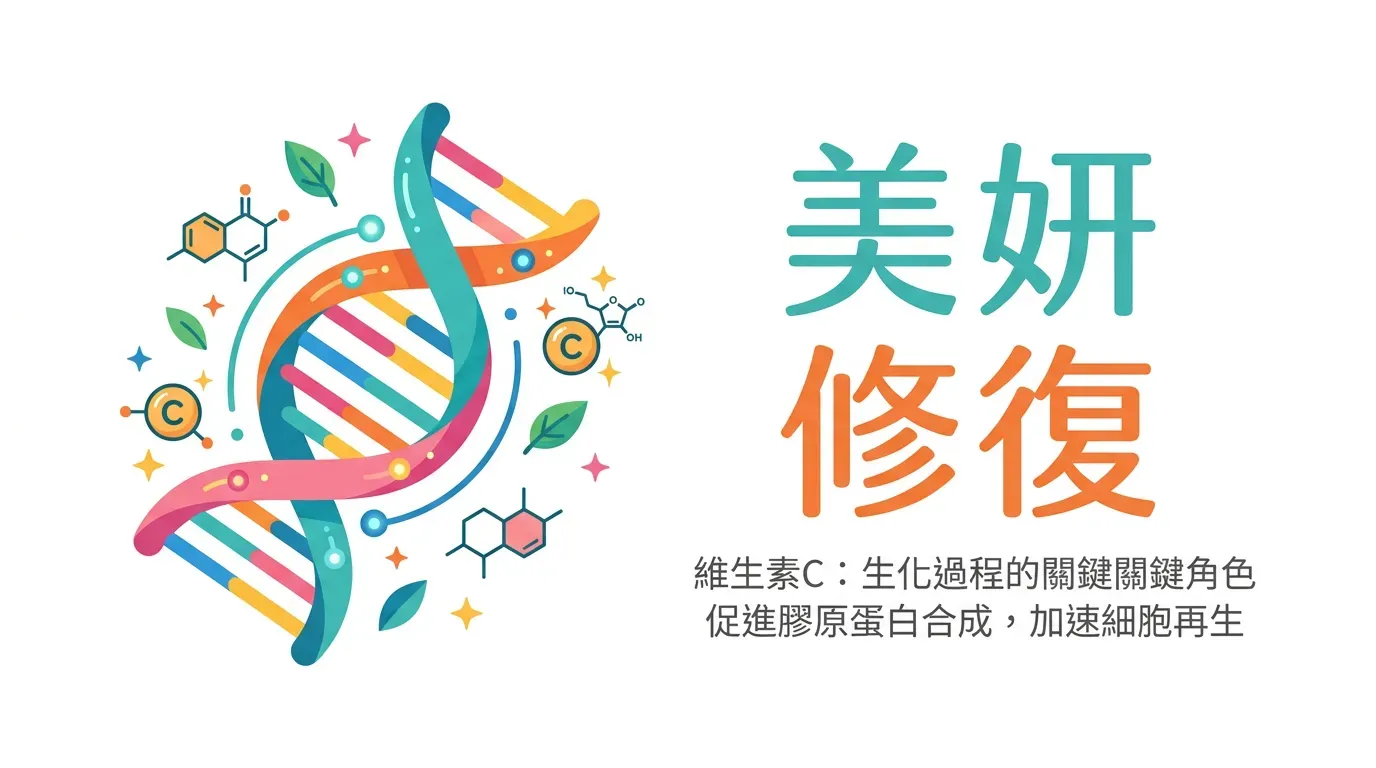 🔬 生化機制：為什麼維生素 C 是「美妍」與「修復」的關鍵？