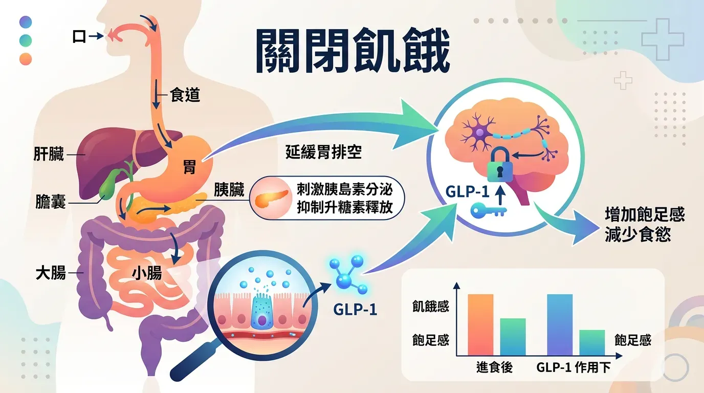 🔬 生化機制：為什麼 GLP-1 能「關閉」飢餓感？